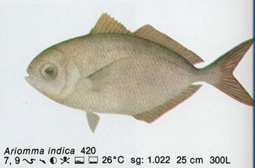 Ariomma indica